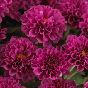 Skyfall Purple