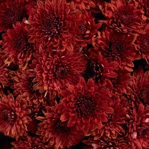 Avalon Red