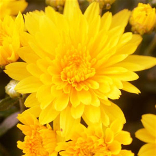 Gold Riot Yellow
