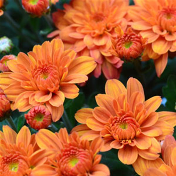 Pumpkin Pie Orange