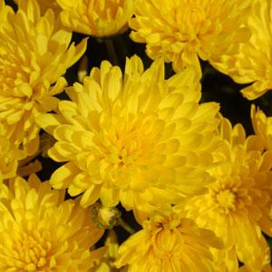 Goldmine Yellow