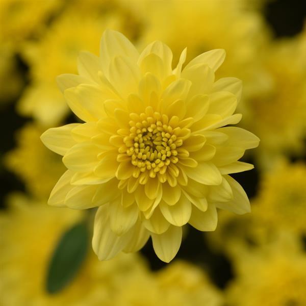 Skyfall Lemon Yellow