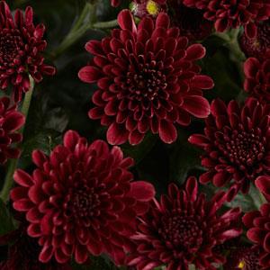 Skyfall Red