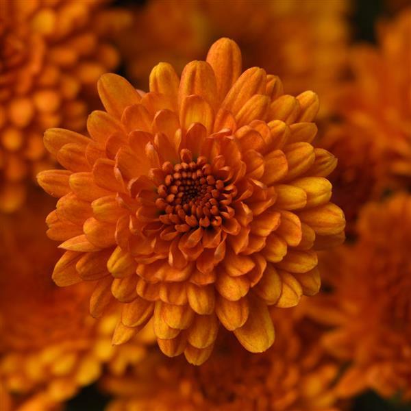 Spicy Pumpkin Orange