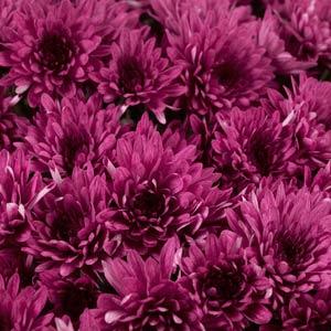 Avalon Purple