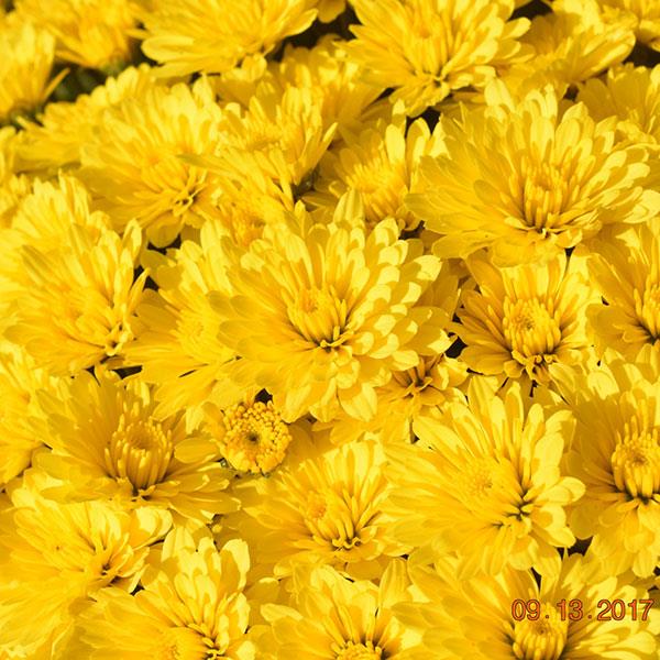 Zinger Yellow
