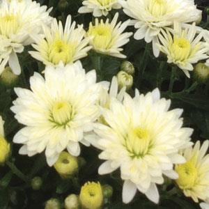 Paradiso White