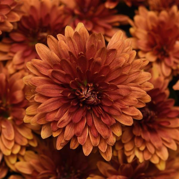 Zuma Orange