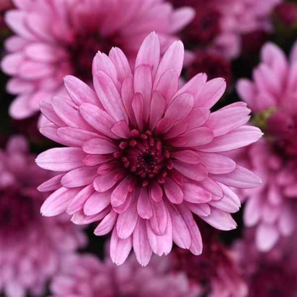Cosmic Lunar Pink