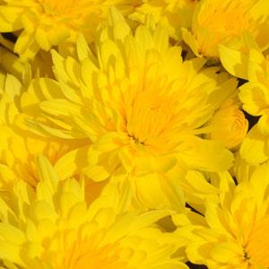 Honeyblush Yellow