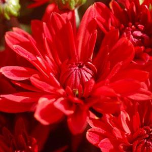 Stellar Red