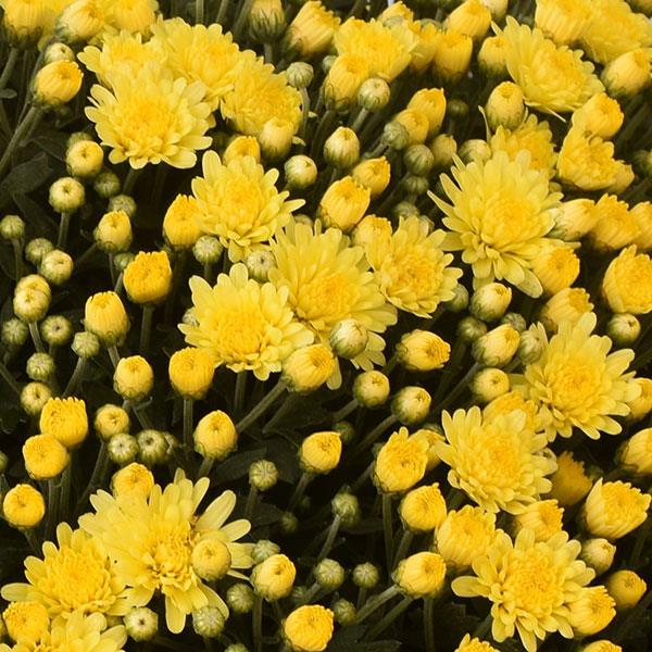 Dove Yellow