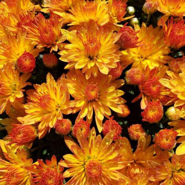Cracklin Golden Yellow