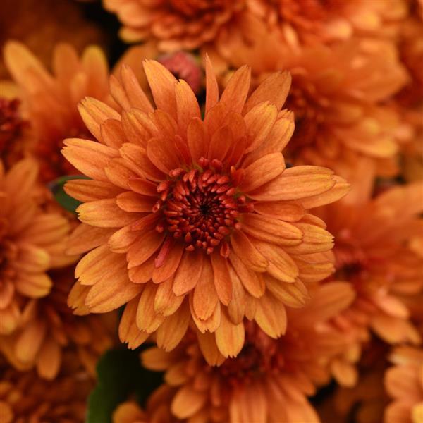 Sunset Orange