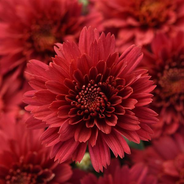 Flamingo Cranberry Red