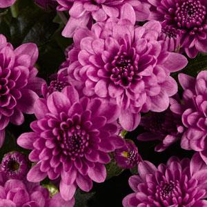 Skyfall Pink