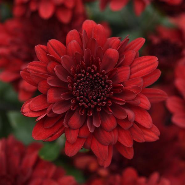 Five Alarm Red