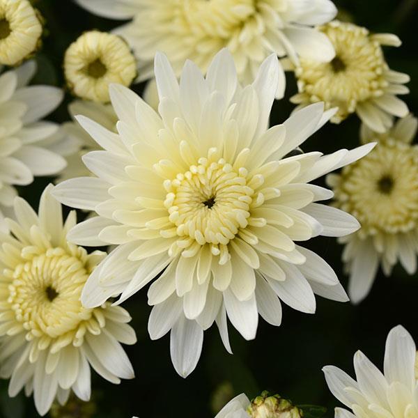 Alpine White
