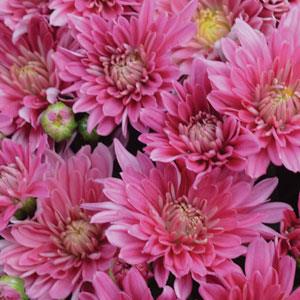 Stellar Pink