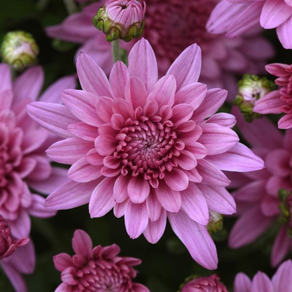 Tribeca Pink