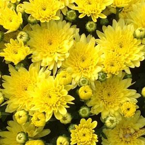 Moonglow Yellow