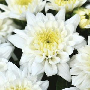 Celestial White