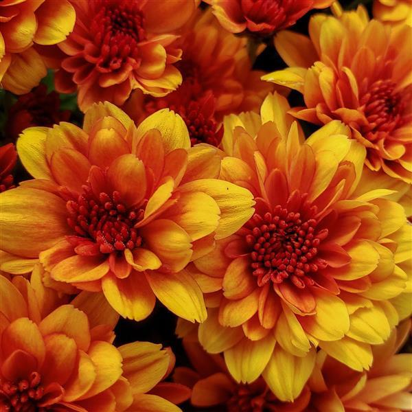 Fire Halo Orange