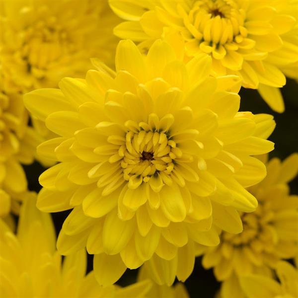 Avalon Golden Yellow