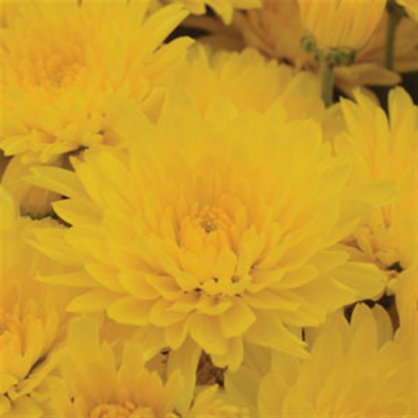 Gold Cup Yellow