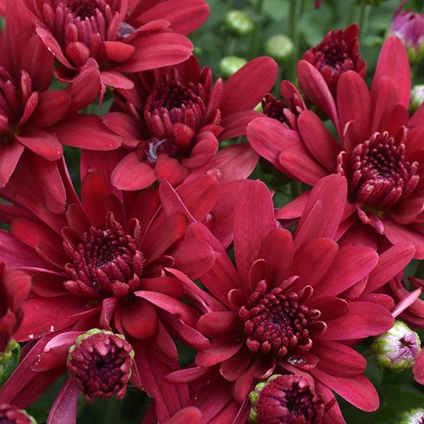 Grapeberry Red