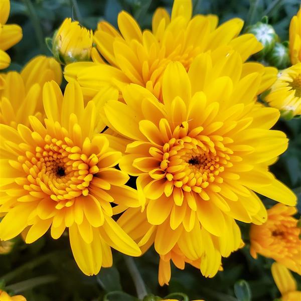 Sweet Honey Yellow