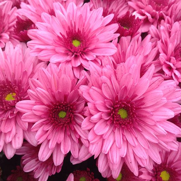 Pop Eye Pink