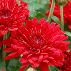 Radiant Red