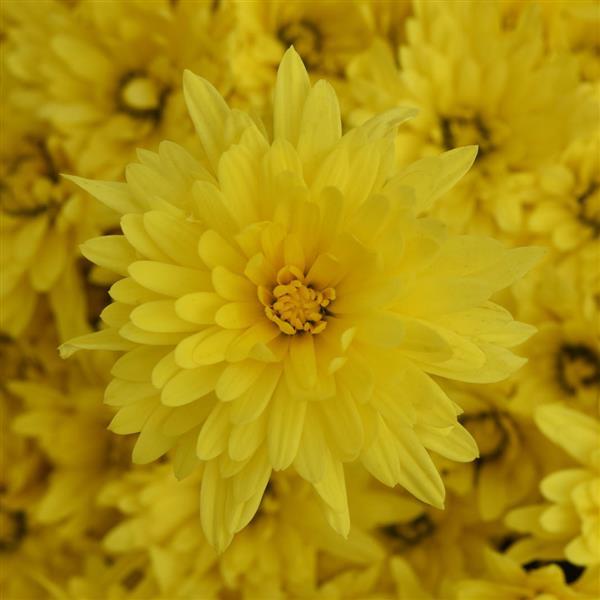 Destiny Yellow