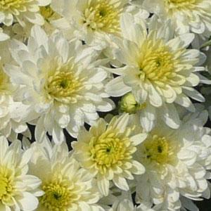Moonglow White