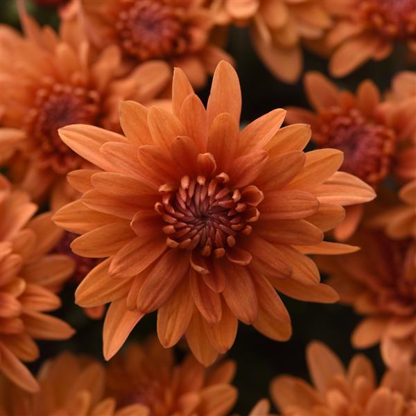 Tribeca Amber Orange