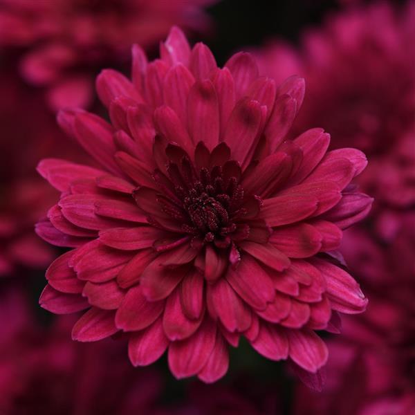 Venus Purple