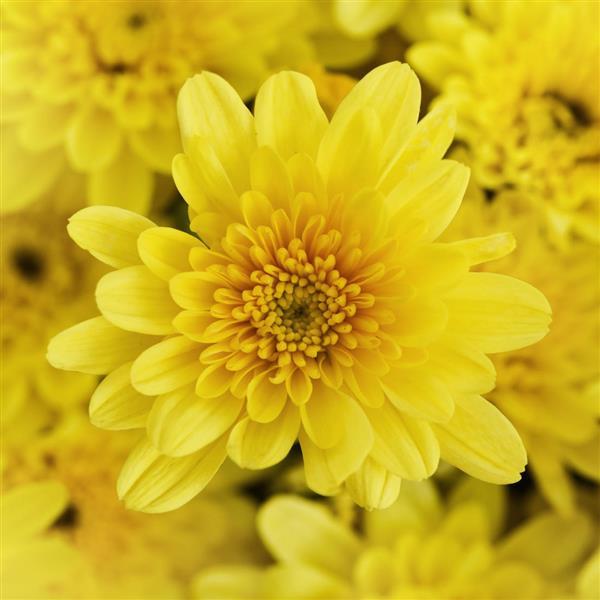 Milkshake Banana Yellow