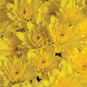 Sunrise Yellow
