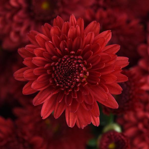 Eternal Red