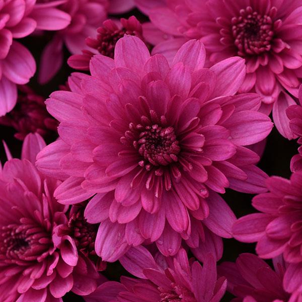 Paintbox Purple