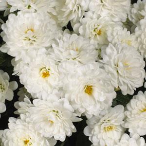 Skyfall White