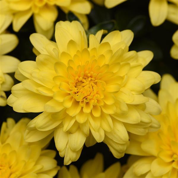 Sunny Day Yellow