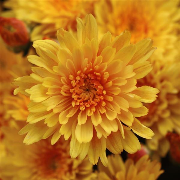 Sizzling Fire Yellow