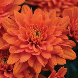 Orange Zest