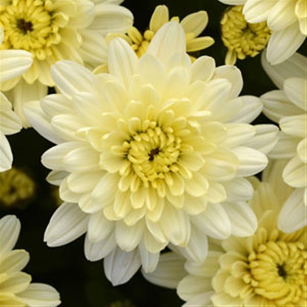 Avalon Crème White