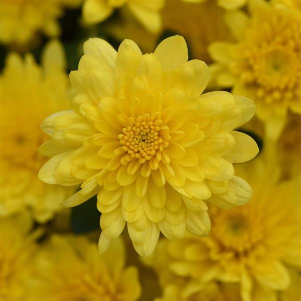 Paradiso Yellow