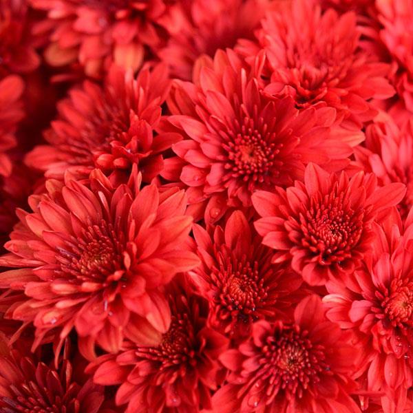 Cranbury Red