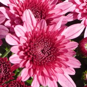 Avalon Pink