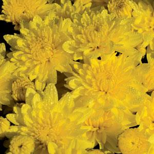 Buttercup Yellow